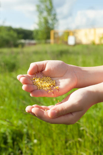 istock spreading grass seed in spring by hand for the perfect lawn. Sowing Grass Seed By Hand. 1321909517