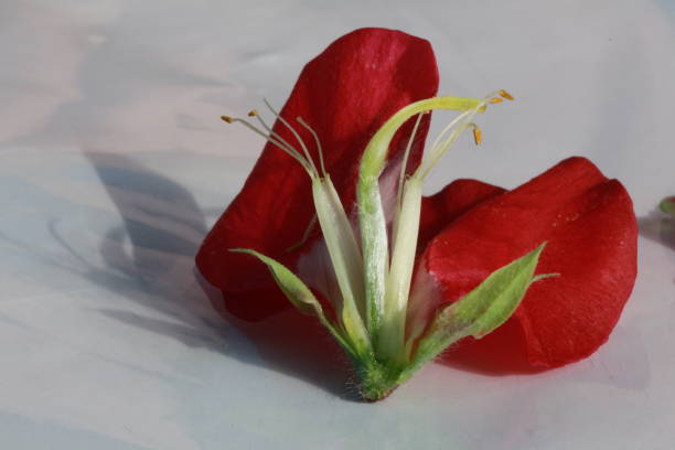 istock Section of the flower Lathyrus odoratus 1321910918