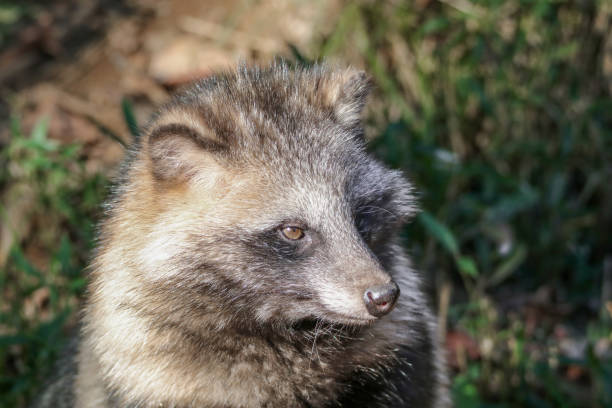 енот собака - raccoon dog стоковые фото и изображения