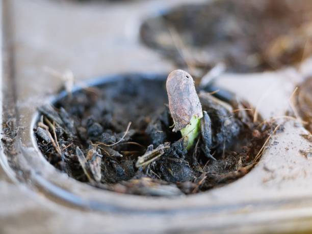 istock The growth of plants 1321914134