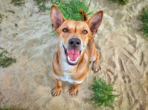 Top view of mongrel dog is smiling and looking at camera while sitting on the sand field