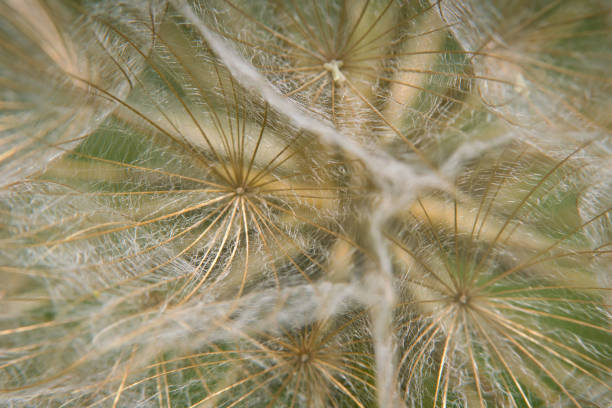 the a Close-up of dandelion seed in summertime