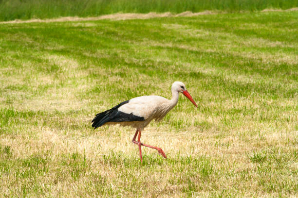 istock a beautiful white stork searches for food in the grass 1321917459