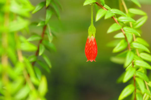 Flowering Agapetes serpens flower in spring. Himalayan lantern flower.