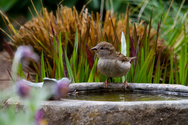 istock a sparrow standing on the border of a stony bird bath 1321924700