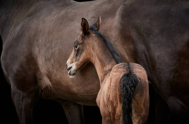 istock Brown thoroughbred filly foal standing close to mare 1321924956