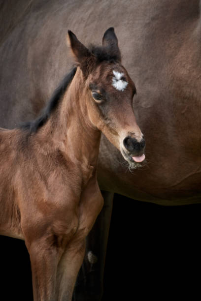 istock Brown foal (thoroughbred Trakehner horse) sticking out tongue with mare in the background 1321925888