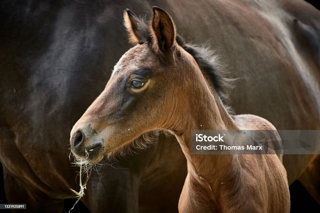 Close-up of a one week old filly foal (thoroughbred Trakehner horse) with mare Close-up of a one week old filly foal (thoroughbred Trakehner horse) grazing with mare in the background. Mother and baby animal isolated on black. Foal - Young Animal Stock Photo