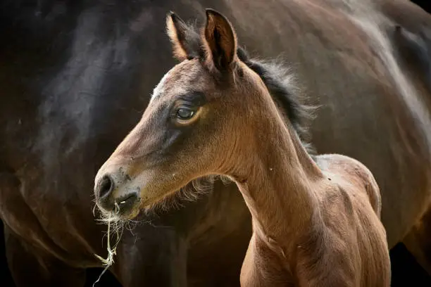Close-up of a one week old filly foal (thoroughbred Trakehner horse) grazing with mare in the background. Mother and baby animal isolated on black.