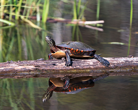 Painted turtle resting on a log with body reflection and displaying its turtle shell, head, paws in its environment and habitat surrounding. Turtle Image. Picture. Portrait. Photo.
