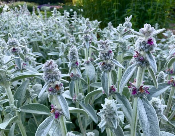 Lamb’s Ear in garden