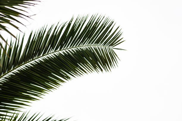 istock Palm tree leaves as a summer background 1321927887