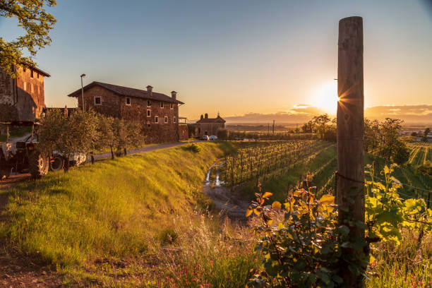 istock Spring sunset in the vineyards of Rosazzo 1321929891