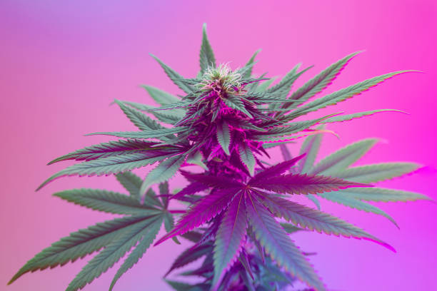 Agricultural strain of cannabis plant. Positive new look on medical marijuana Agricultural strain of cannabis plant. Positive new look on medical marijuana. Flowering marijuana bud in purple color. Good for cosmetic background, aesthetic banner. Vibrant colored weed with leafs cannabis narcotic stock pictures, royalty-free photos & images