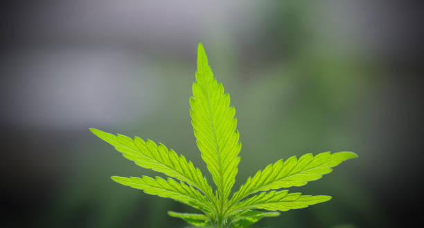 istock A leaf of cannabis on a blurred natural background. 1321930220