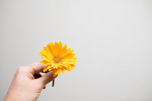 Hand holding out a yellow flower