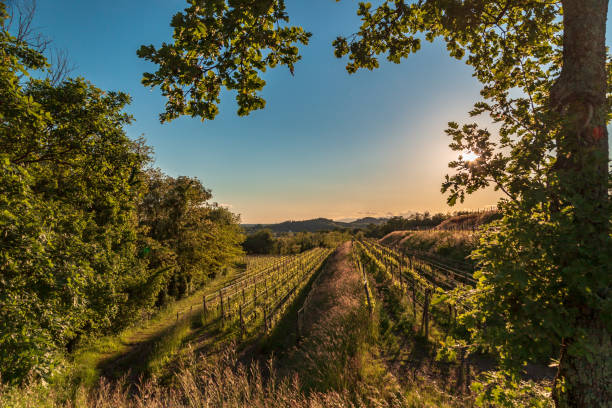 istock Spring sunset in the vineyards of Rosazzo 1321931692