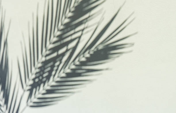 istock Summer background with palm leaves 1321932317