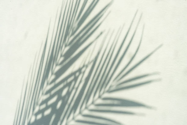 istock Summer background with palm leaves 1321932372