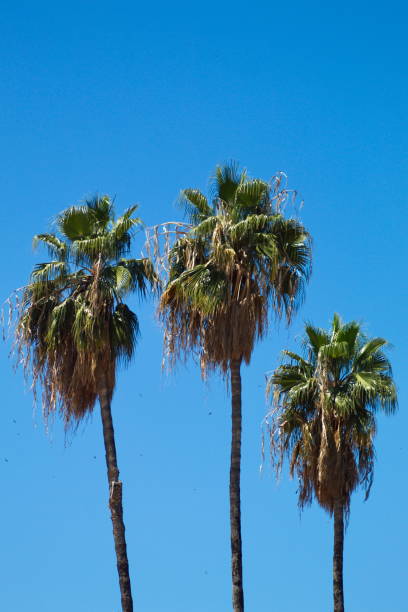 istock Colorful palm trees on a sunny summer day and blue sky 1321933474