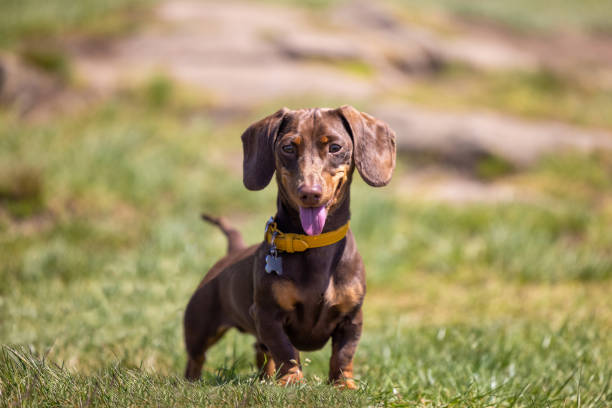 太陽の下で喘ぐミニチュアダックスフント犬 - dog dachshund small puppy ストックフォトと画像