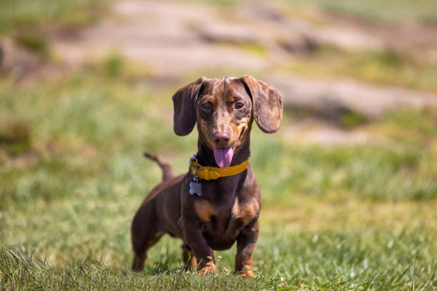 Miniature Dachshund Dog Panting in the sun Miniature Dachshund Dog Panting in the sun, UK dachshund stock pictures, royalty-free photos & images