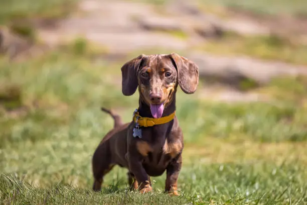 Photo of Miniature Dachshund Dog Panting in the sun