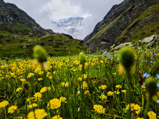 flowery meadow, green meadows and snow-capped mountains