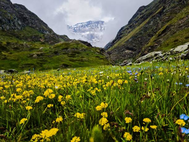 flowery meadow, green meadows and snow-capped mountains