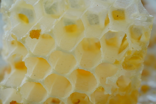 Honey honeycomb single piece with liquid honey