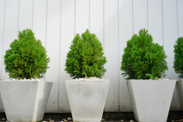 Green pine bush plant in  white potted,