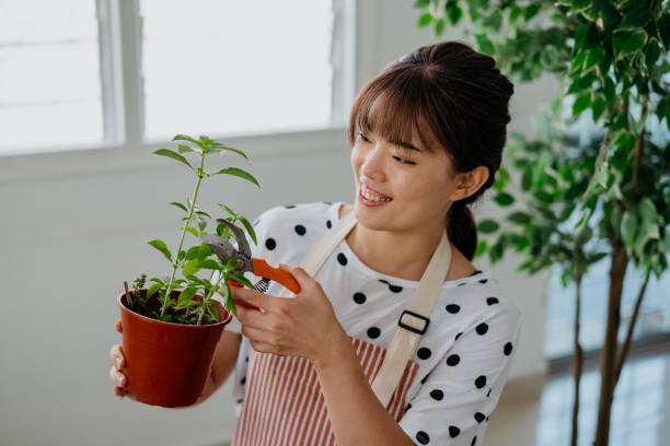 istock Young woman pruning her houseplant 1321935497