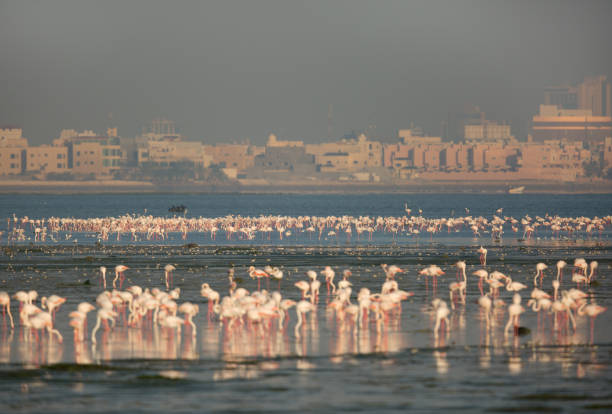 Flocks of Greater Flamingos at Aker, Bahrain