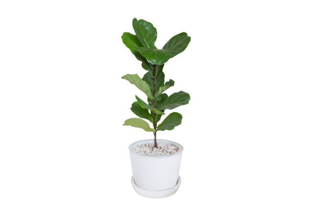 fiddle leaf fig oder ficus lyrata isoliert auf einem hellen weißen hintergrund, topf pflanze mit clipping-pfad - fig leaf stock-fotos und bilder