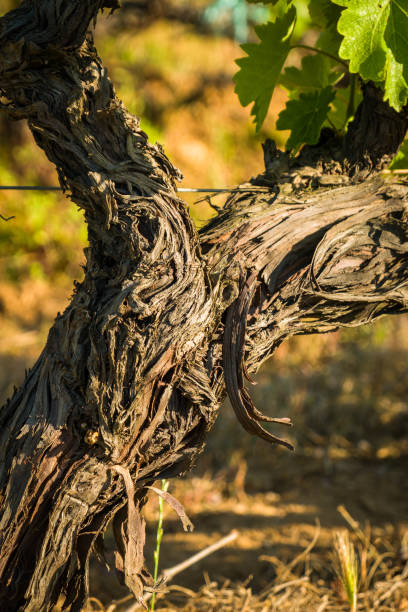 istock Vine growing in vineyard in Corsica 1321936836