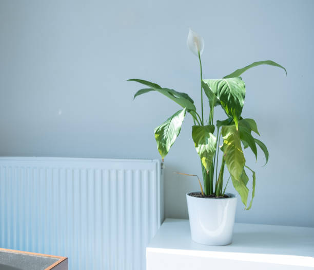 istock Pot and flower in a minimal room 1321938336