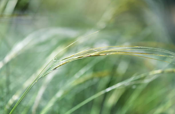 Nature background with wildgrass under sunlight. Selective focus. Plant background.