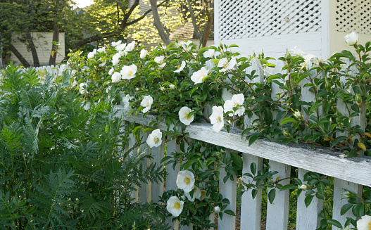 Beautiful garden with white climbing roses