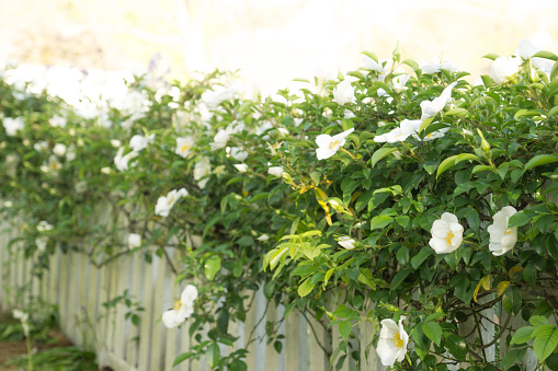 Beautiful garden with white climbing roses