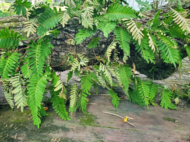 istock Resurrection Fern on limb of downed oak tree 1321939690