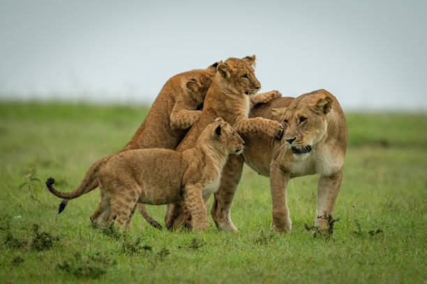 istock Cubs play fight with lioness crossing grassland 1321939877