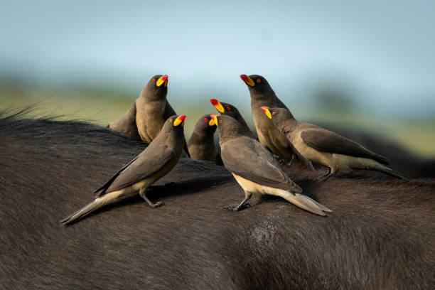 A Cape buffalo relaxes in the water with eyes closed, while a red-billed oxpecker perches above its eye, feeding on parasites. Captured in South Africa, this striking close-up highlights the intimate symbiotic relationship between large herbivores and their vigilant feathered companions.