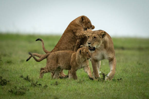 istock Cubs play fight with lioness on grassland 1321939955