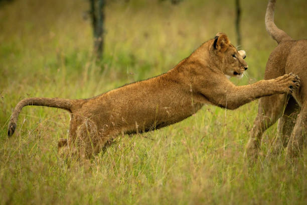 istock Lion cub jumps on mother in grass 1321940235
