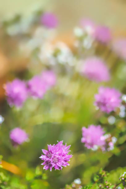 Chive and Thyme flowering in the garden, copy space, no people, springtime cheerful image stock photo