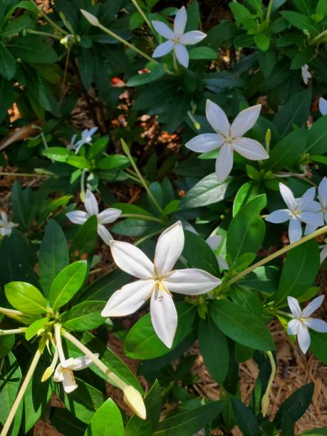 White Jasmine against green foliage background stock photo