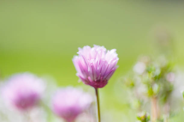 Chive and Thyme flowering in the garden, copy space, no people, springtime cheerful image