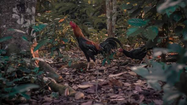 istock Roosters and hens 1321949422
