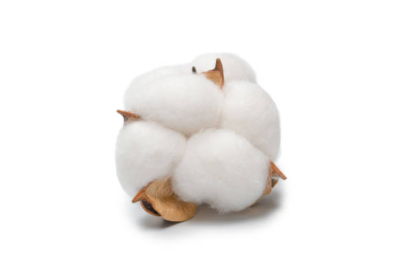 istock Cotton flower branch isolated on white background. 1321949858