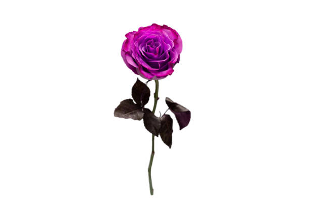 istock Purple rose isolated on a white background. 1321949885